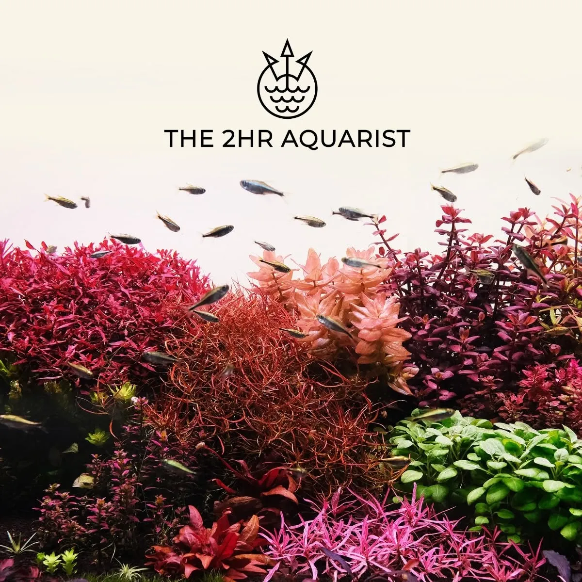 2Hr Aquarist logo