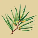 African Extracts logo