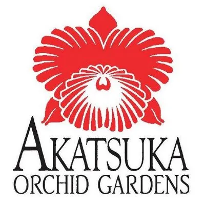 Akatsukaorchid
