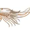 Alcazar-company-logo