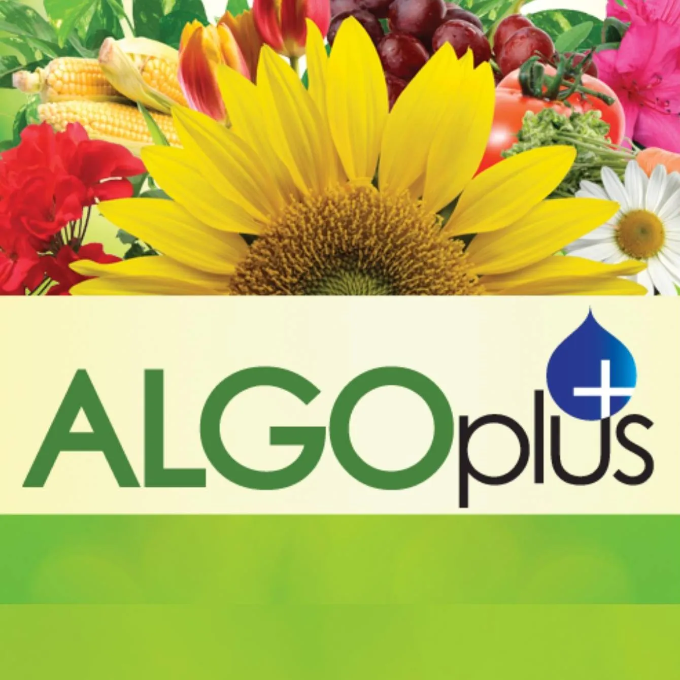 Algoplus