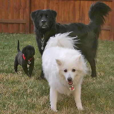All The Best Dog Stuff