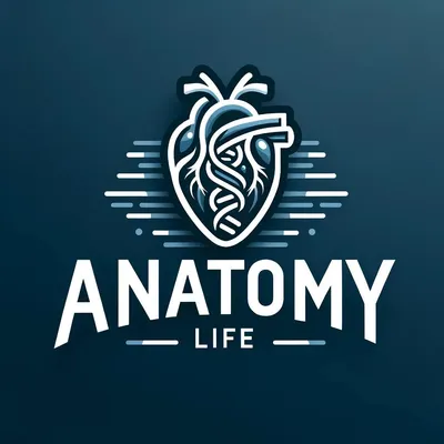 AnatomyLife Shop logo