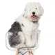 Animal Arts Design Studios logo
