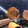 Logo Sierviskwekerij Aquariumgek