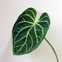 ARIUM BOTANICALS logo