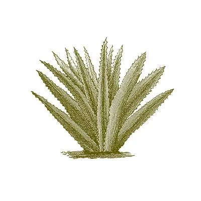Aruba Aloe