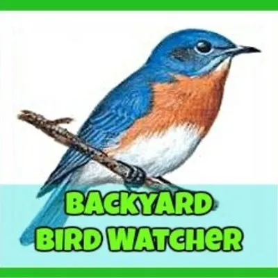 Backyard Birdwatcher