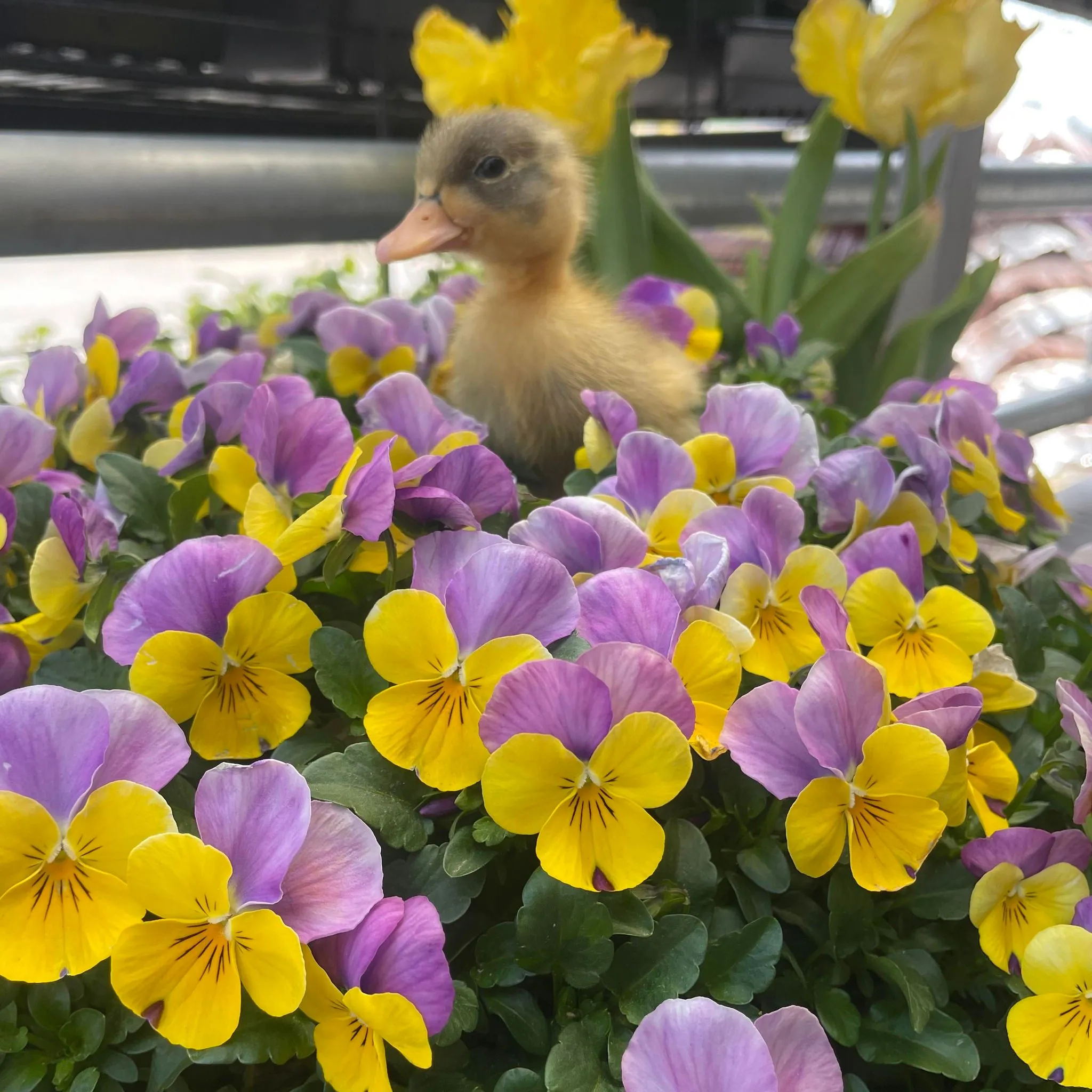 Barnstablefarmandpetsupplies