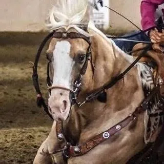 Barrelracingsuperstore