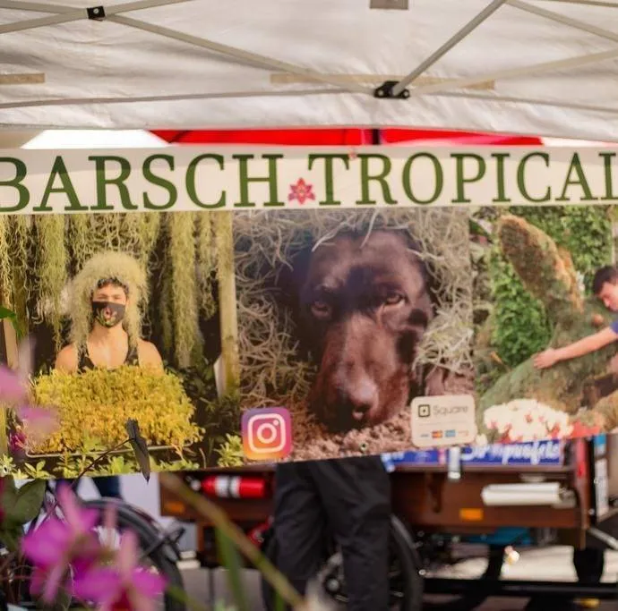 Barschtropicals