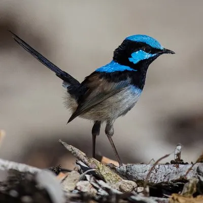 BirderTown