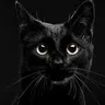 blackcatseo.ca logo