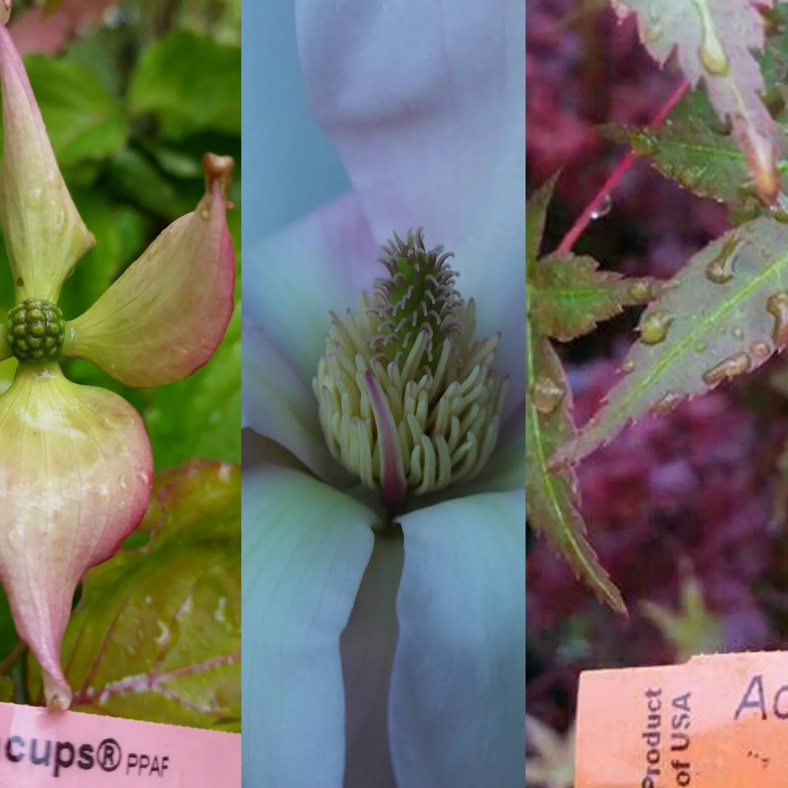 Bleuwoodnursery