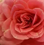 Logo Bloemenboutique Fonville
