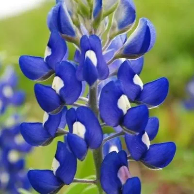 Bluebonnet