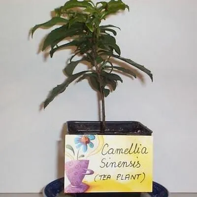 Blue Monkey Tea