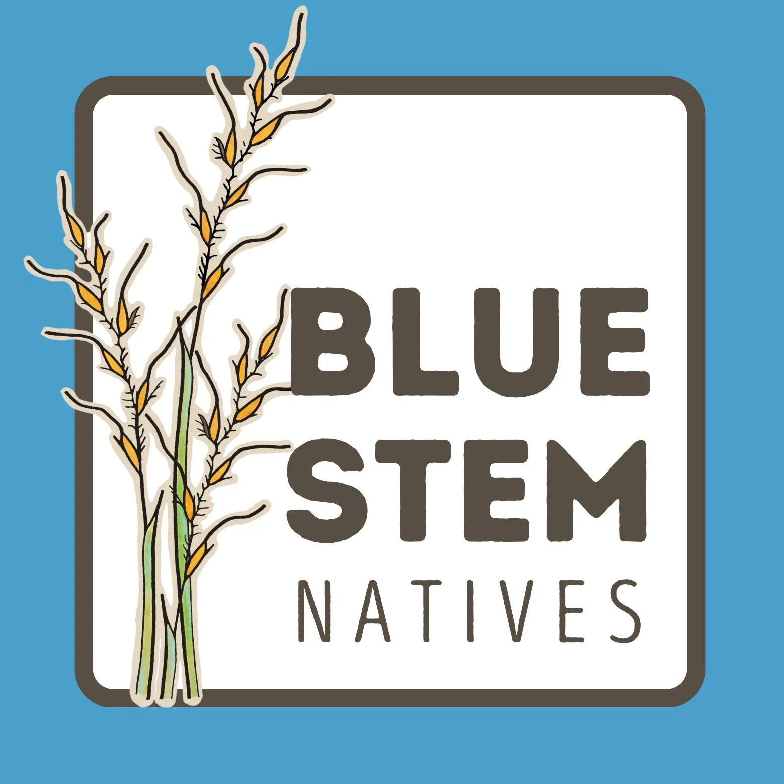 Bluestemnatives