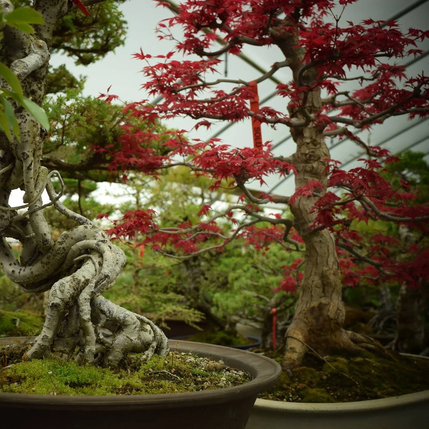 Bonsai Outlet