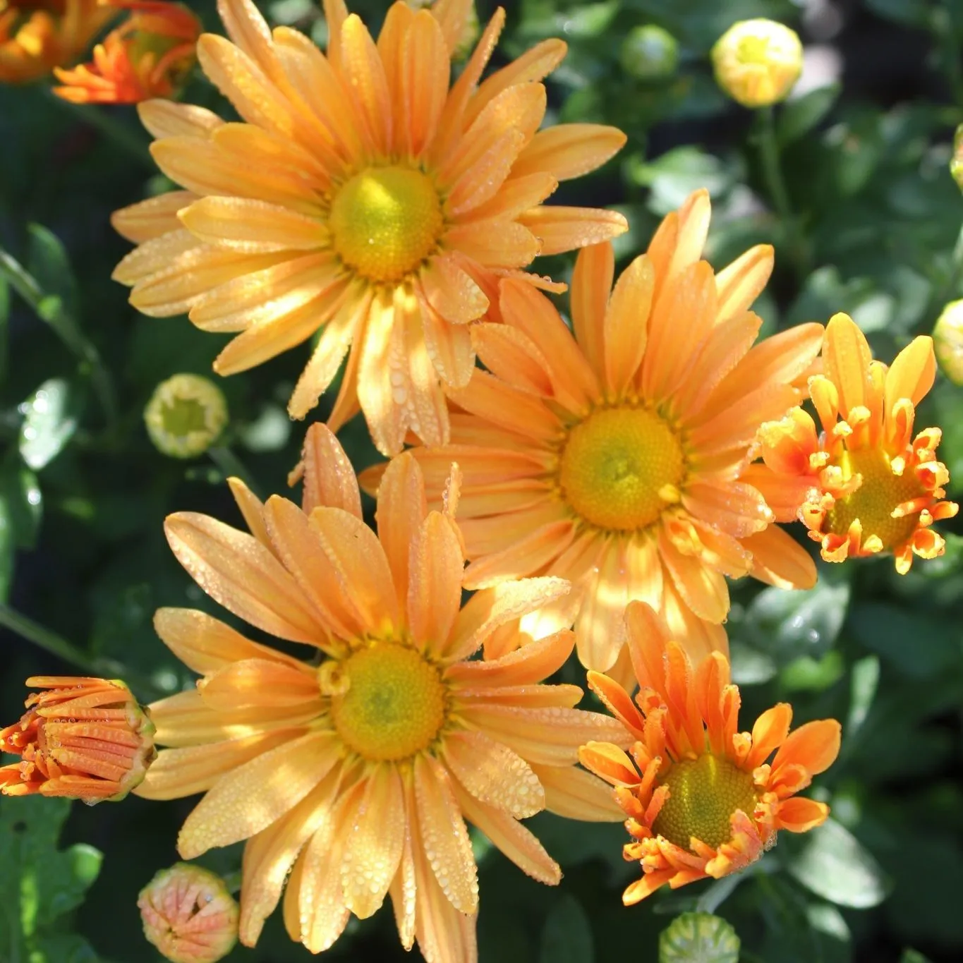 Boscosgardencenter