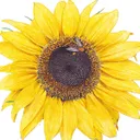 Botanical Interests logo