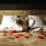 Logo Boutique Hotel Grote Gracht