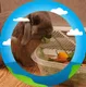 Bristol Animal Hospital logo