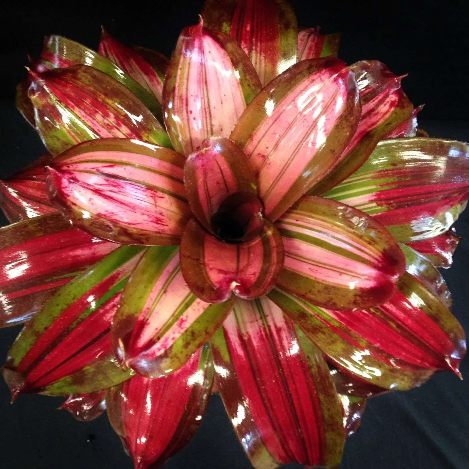 Bromeliadparadise