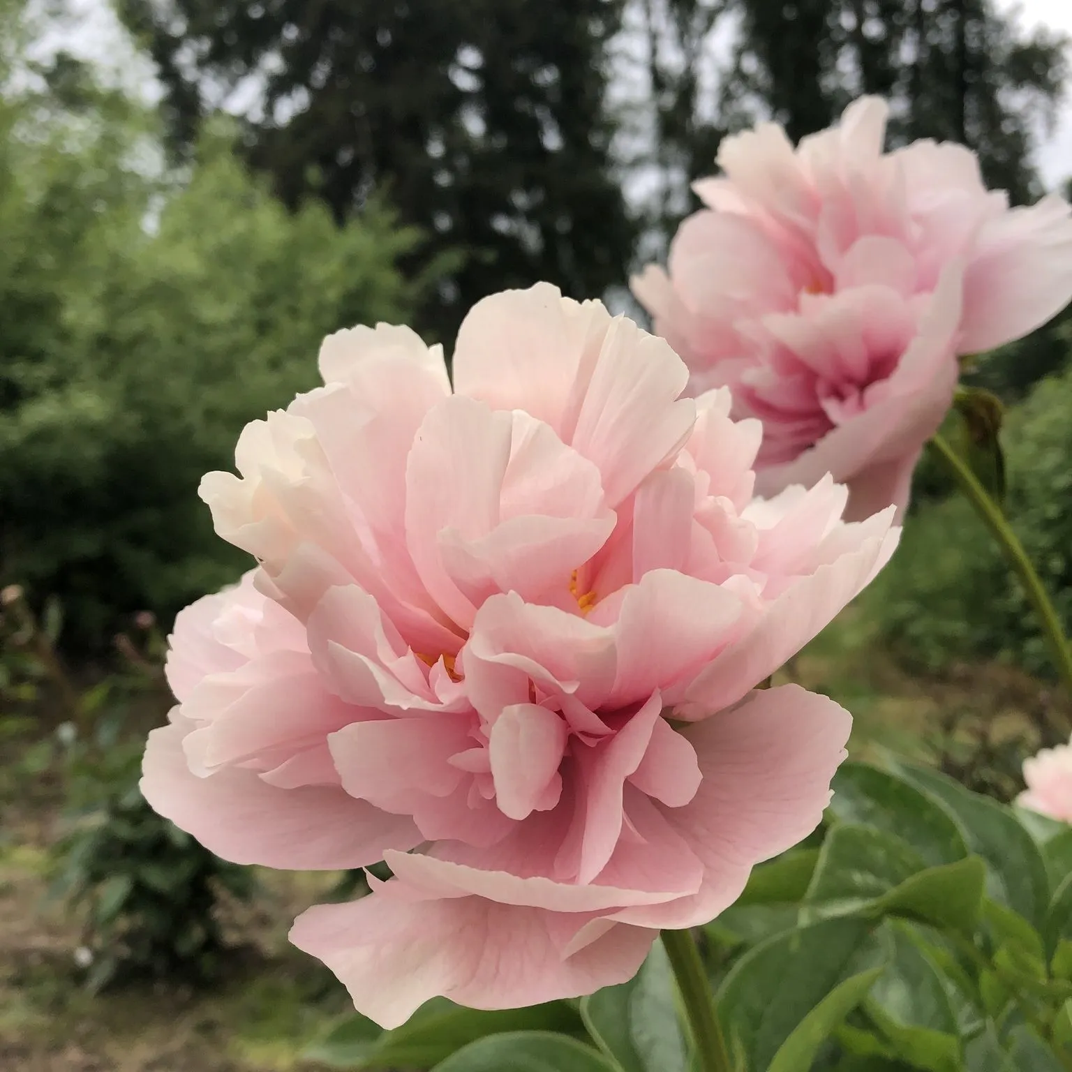 Brooksgardens