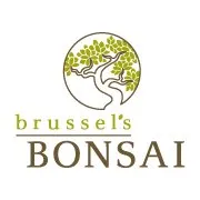 Brusselsbonsai