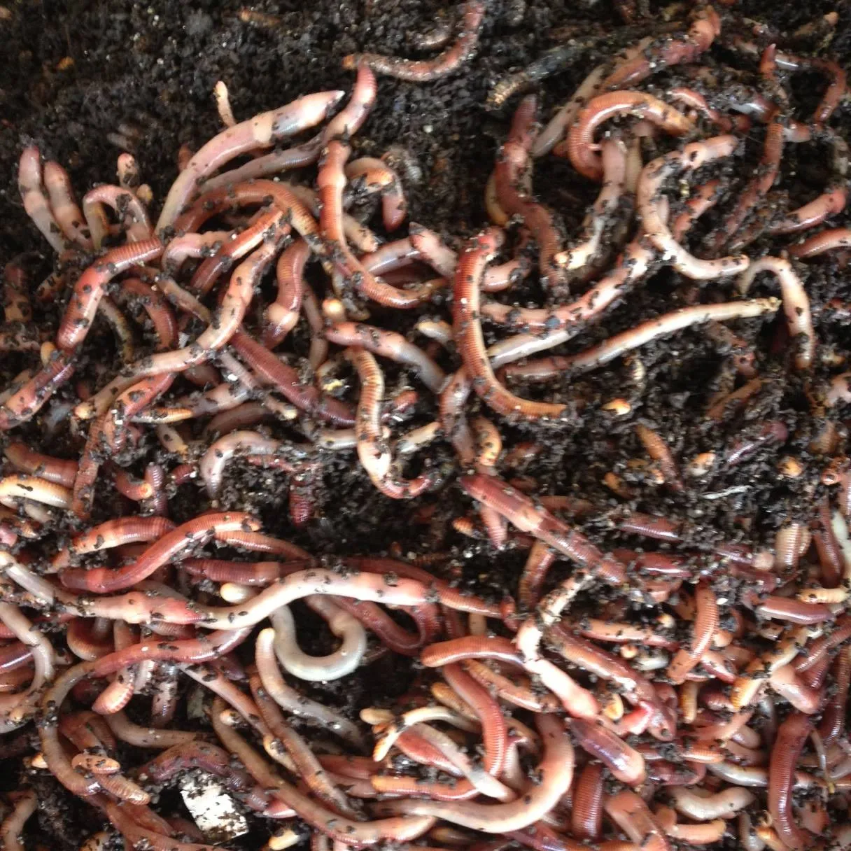 Buckeye Organics