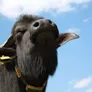 Logo Streekwinkel Buffalo Farm Twente