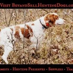 BuyAndSellHuntingDogs