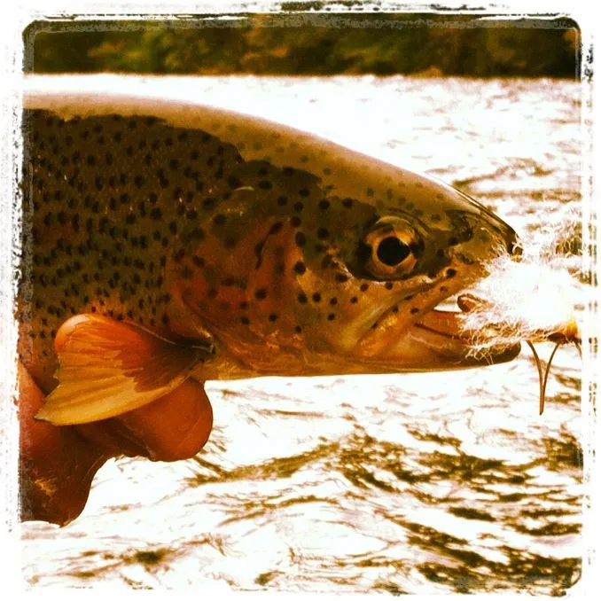 Caddis Fly Shop