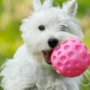 Canine Dimensions logo