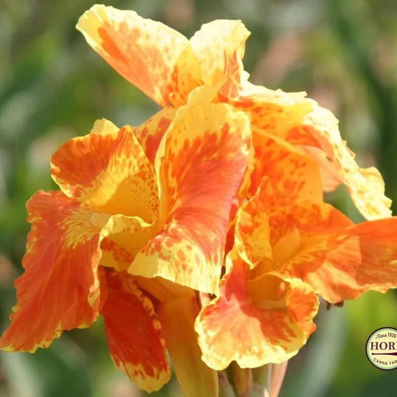 Cannas