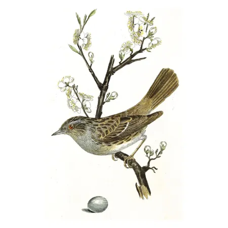 Canterbury Cottage logo