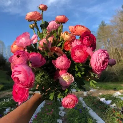 Carolinaflowers