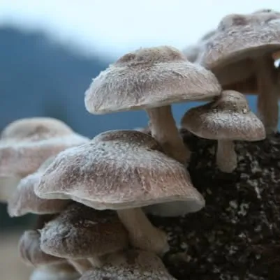 Cascadiamushrooms
