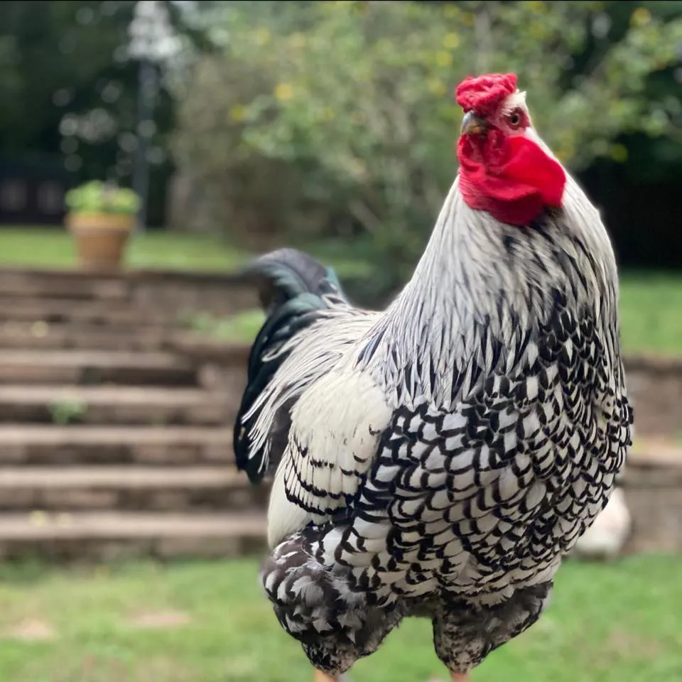 Chickenhappyhour