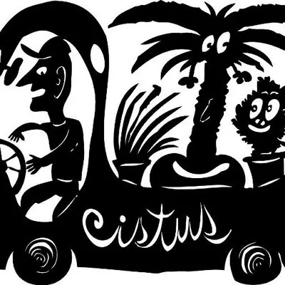 Cistus