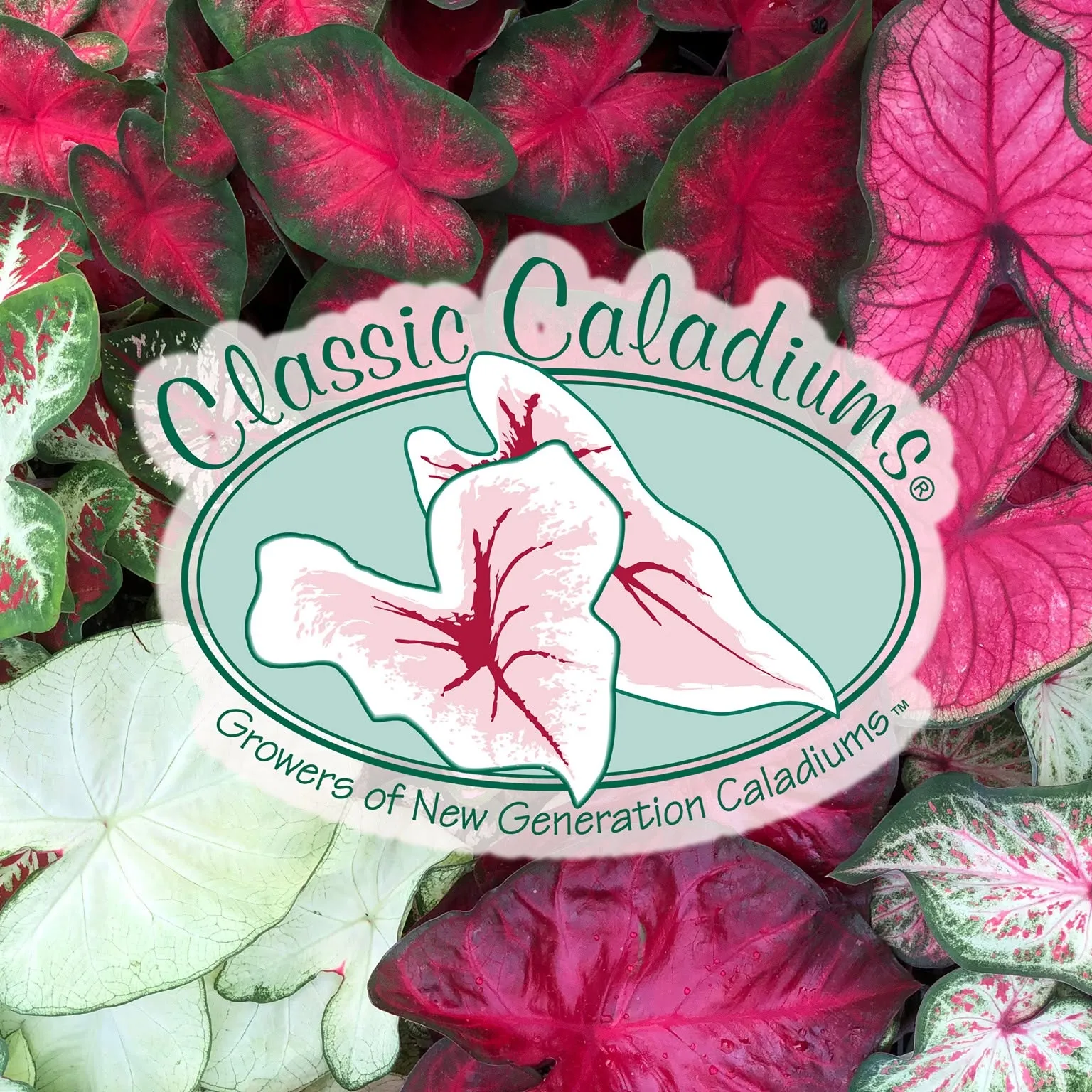 Classiccaladiums