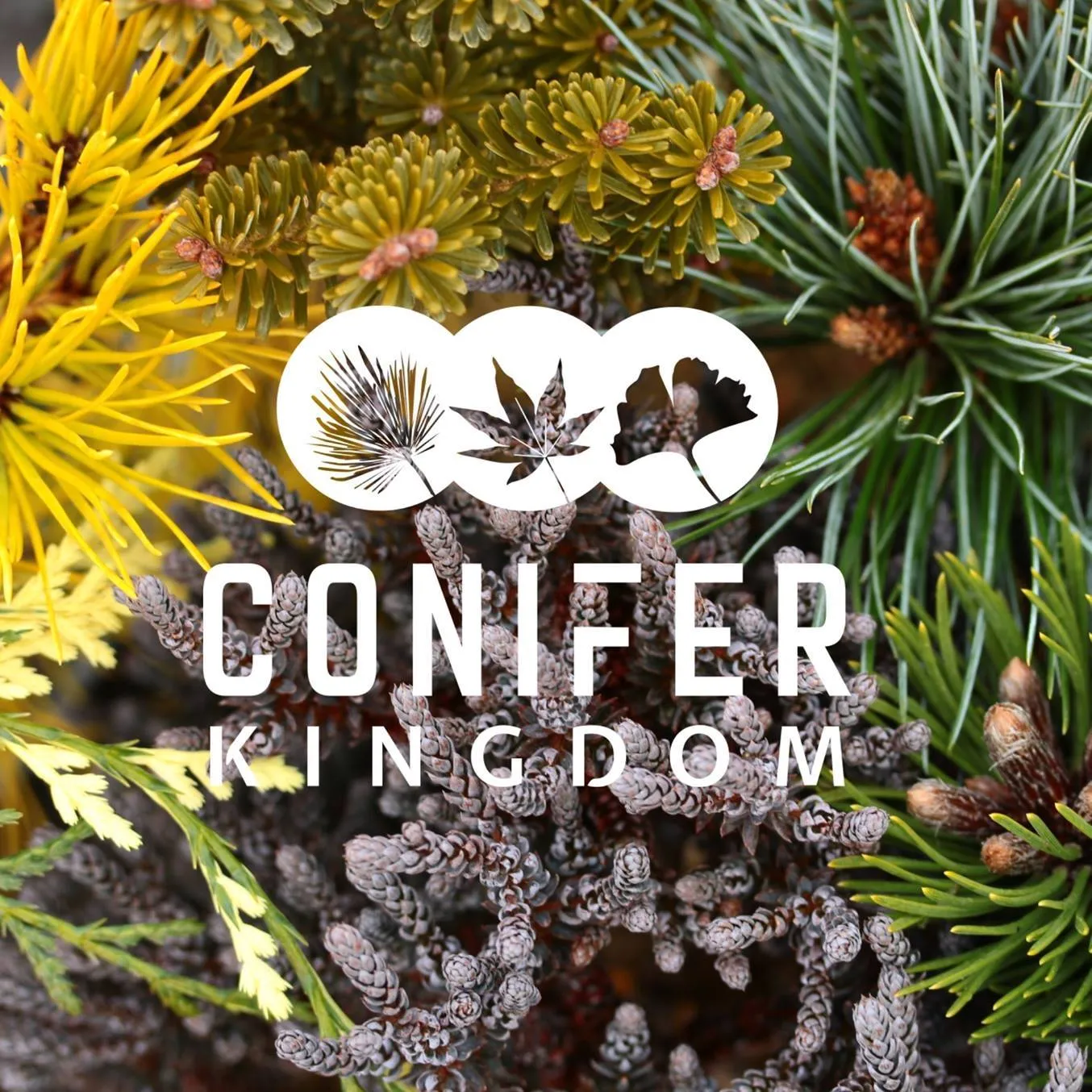 Coniferkingdom