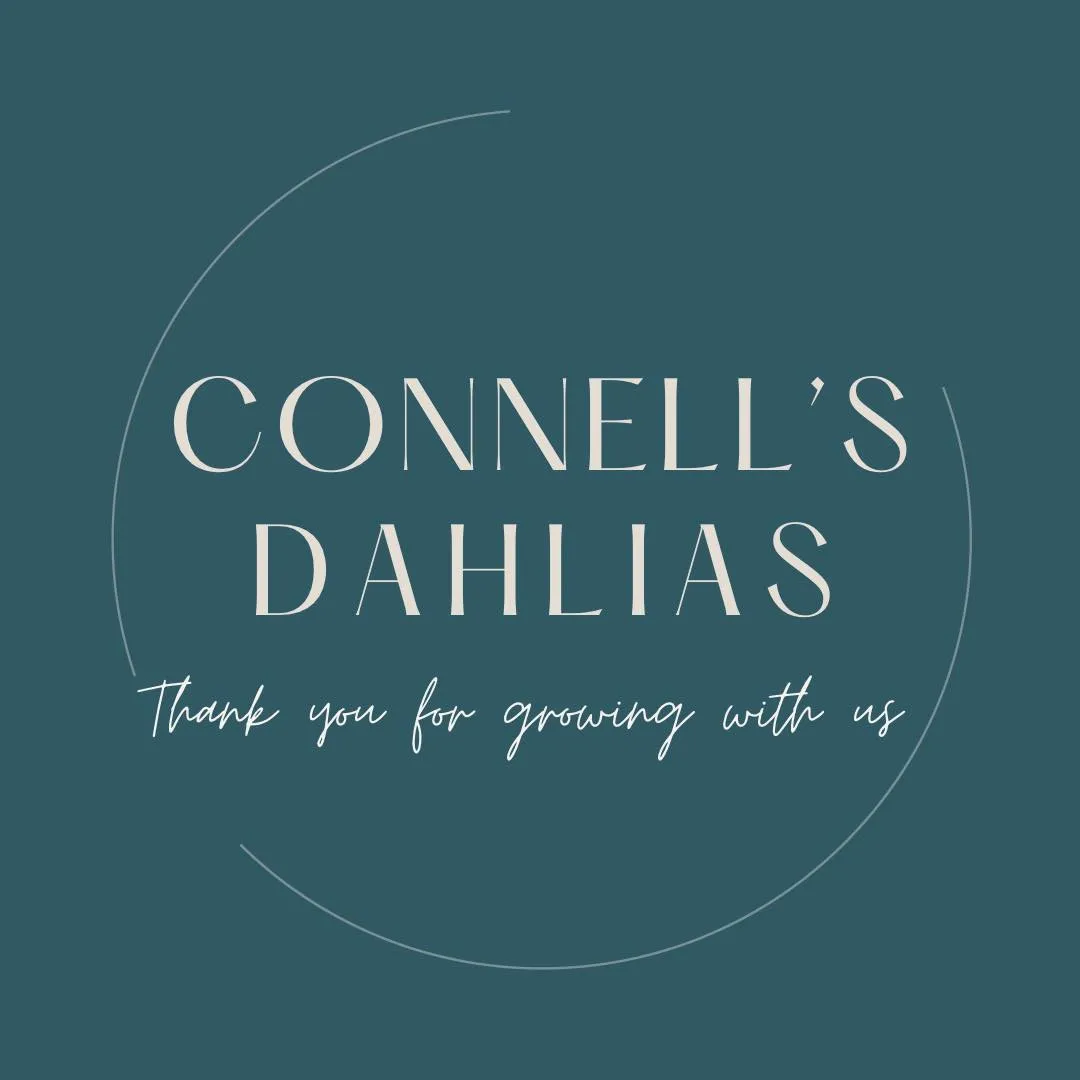 Connells-dahlias
