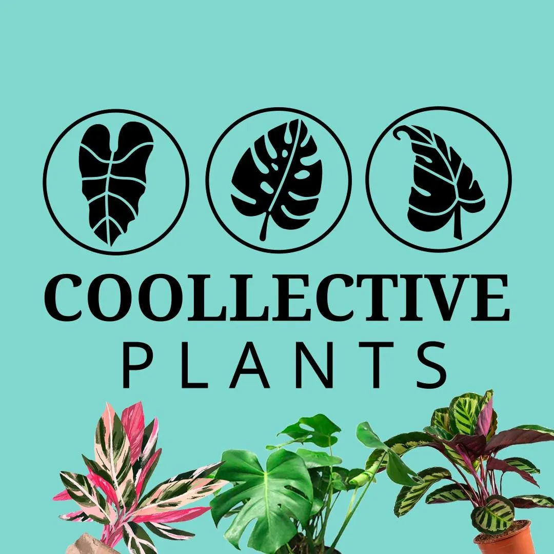 Coollectiveplants