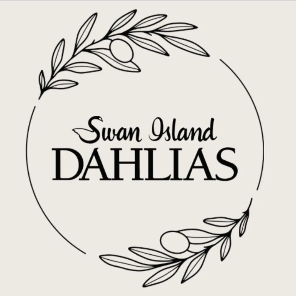 Dahlias