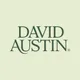 David Austin Roses -