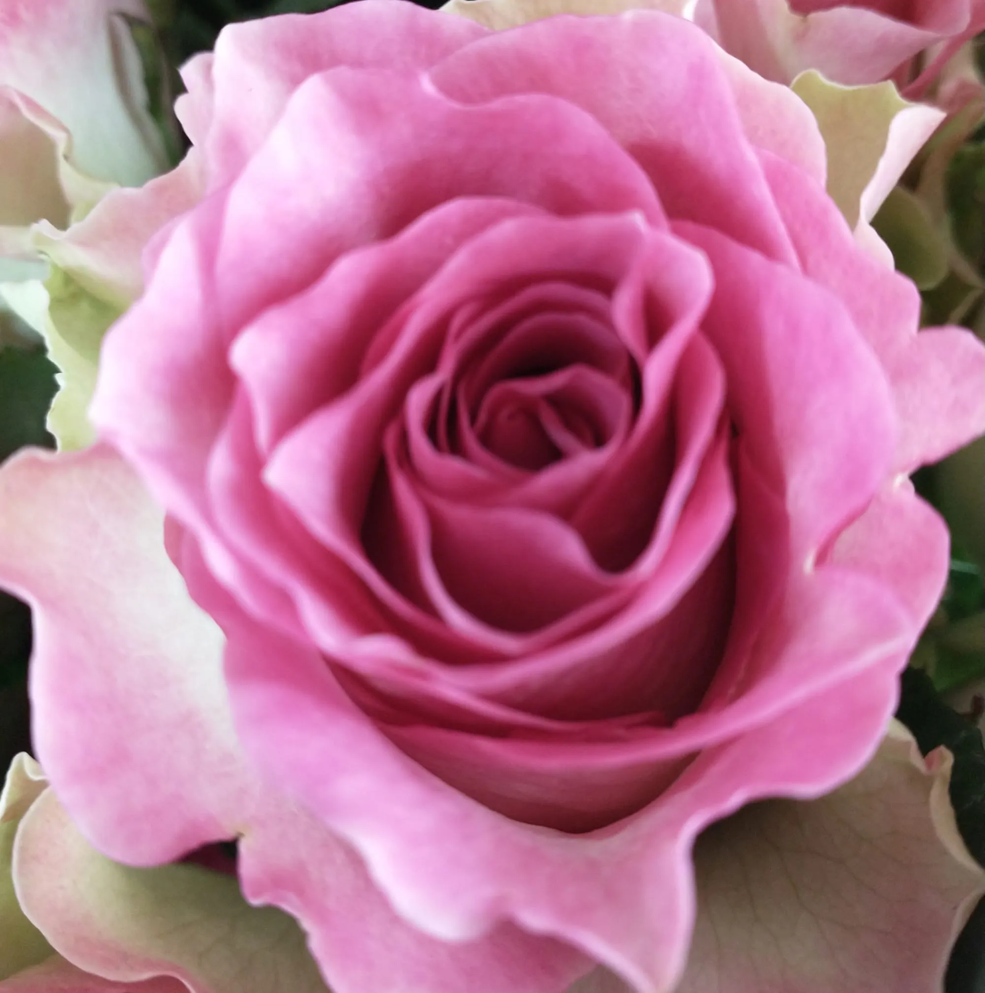 Dawsonflorist