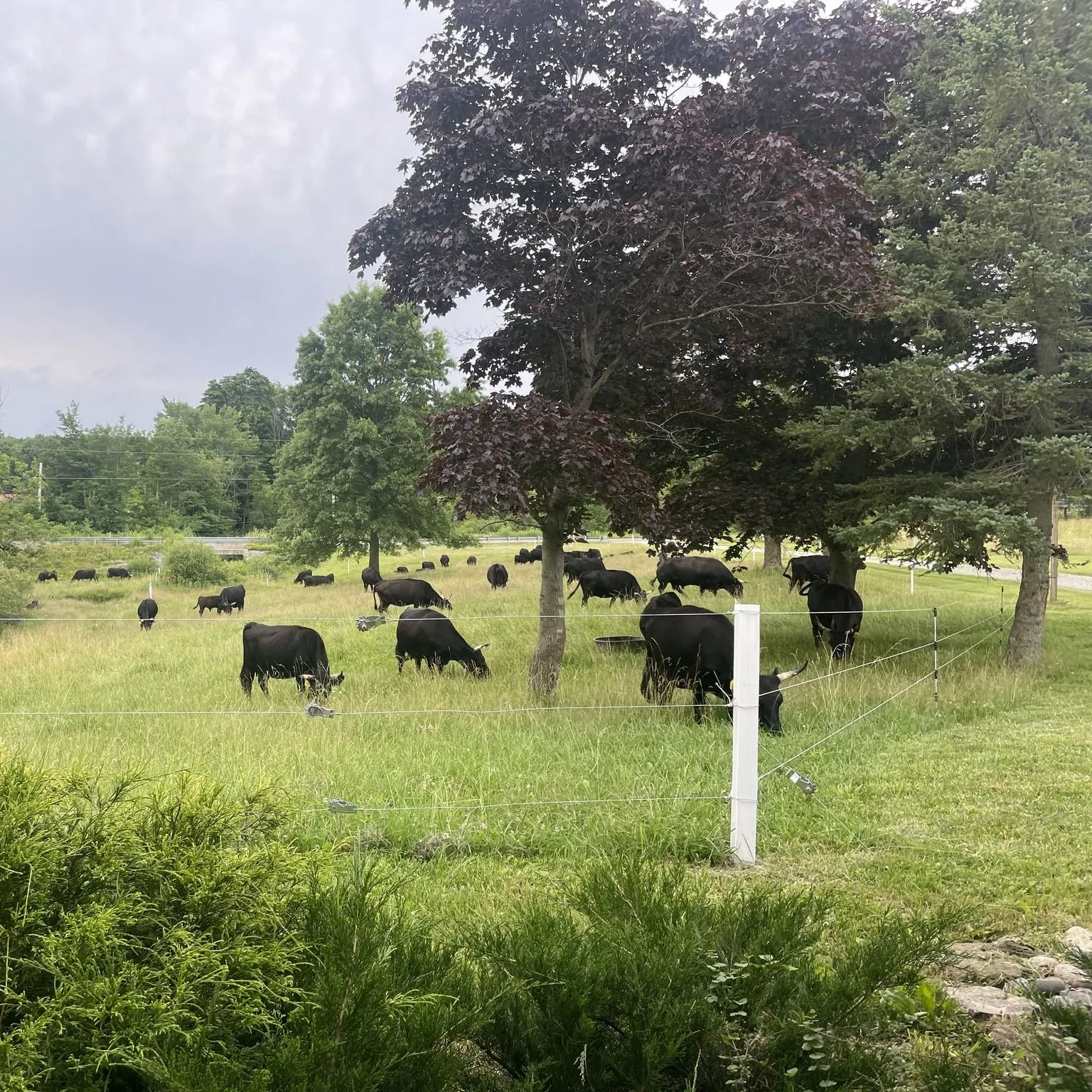 Deerrunacres