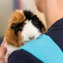 Logo Dierenkliniek Tiel-Drumpt